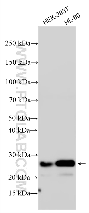 WB analysis using 31973-1-AP