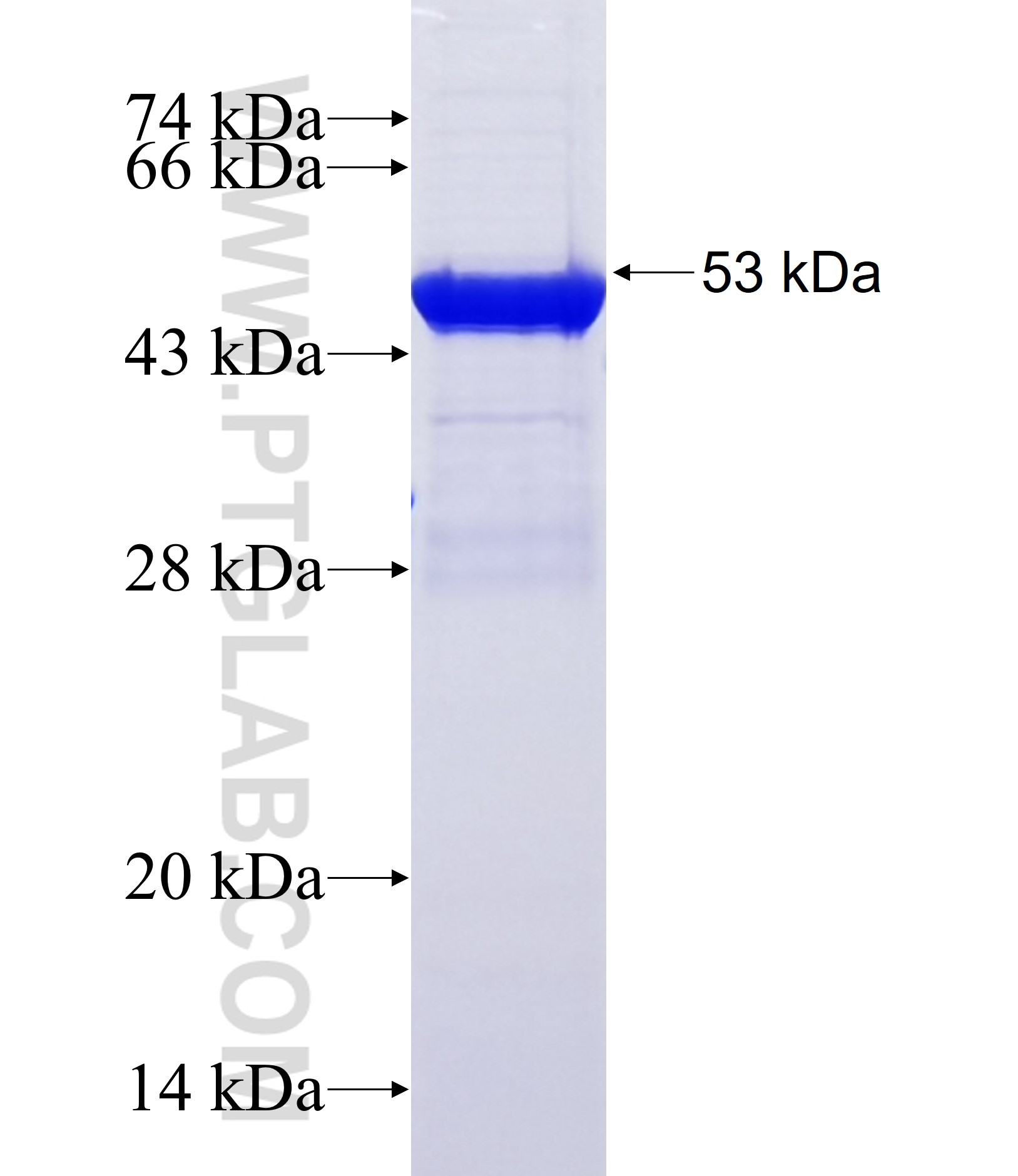C1orf128 fusion protein Ag37120 SDS-PAGE C1orf128 fusion protein Ag37120 SDS-PAGE