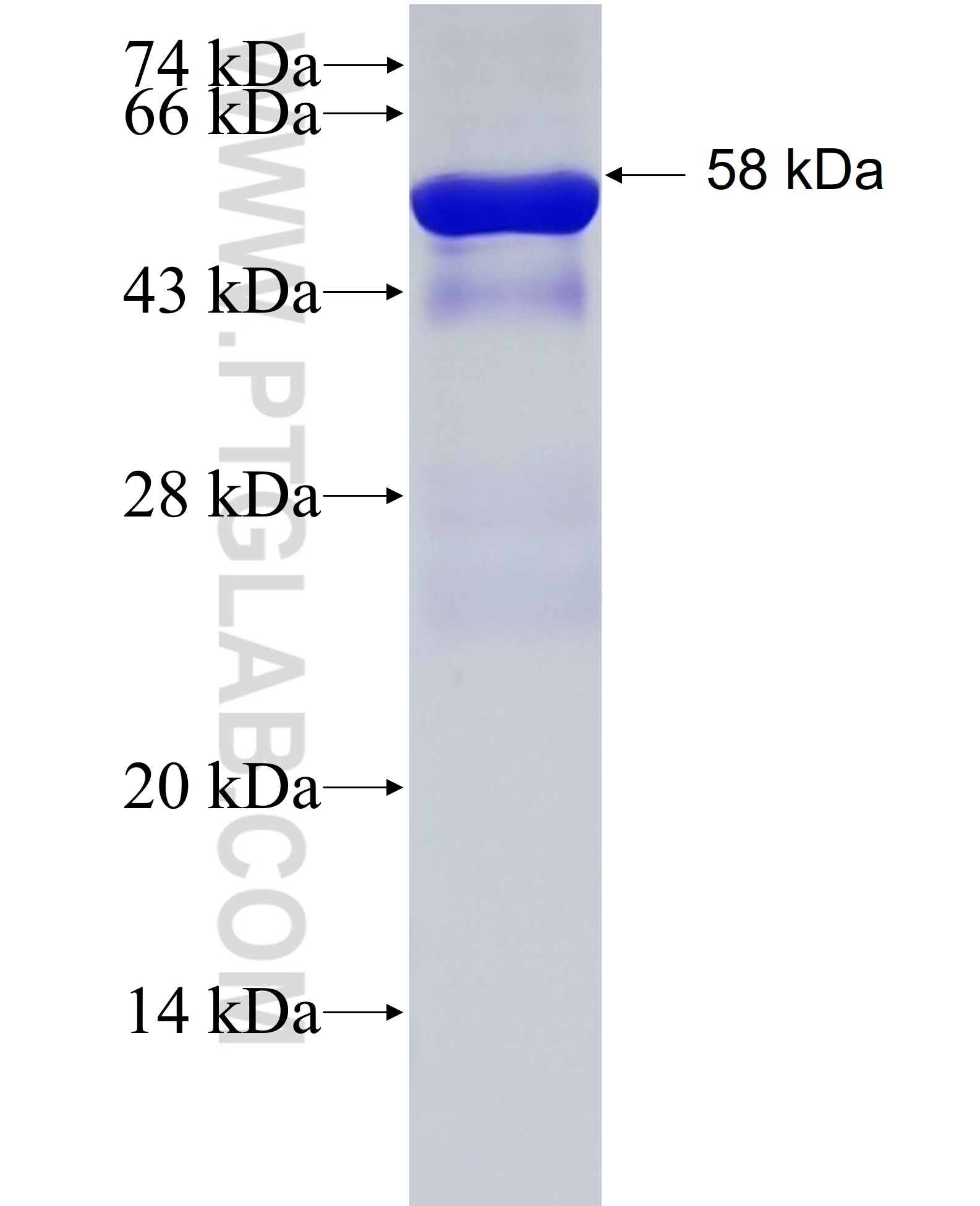 PITPNB fusion protein Ag3774 SDS-PAGE