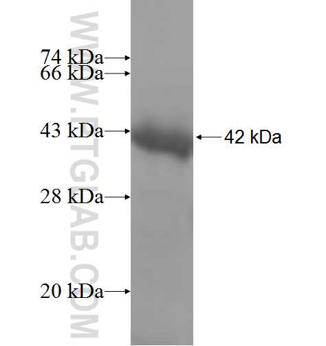 PITPNC1 fusion protein Ag8363 SDS-PAGE