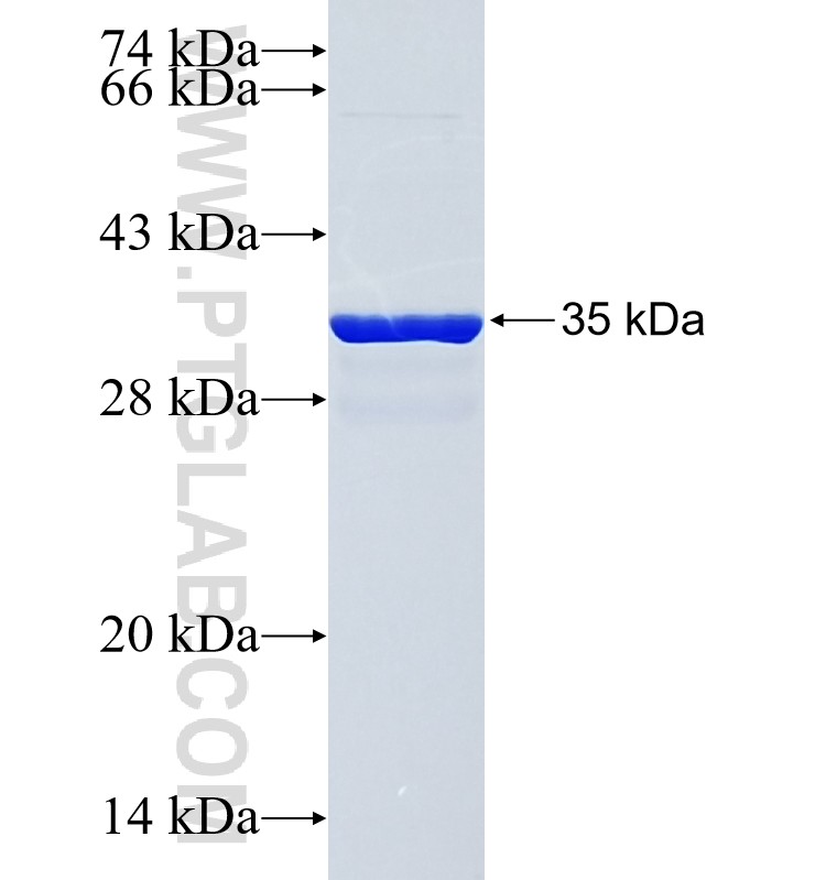 PITPNM3 fusion protein Ag18747 SDS-PAGE