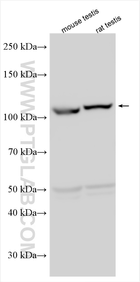 WB analysis using 34244-1-AP