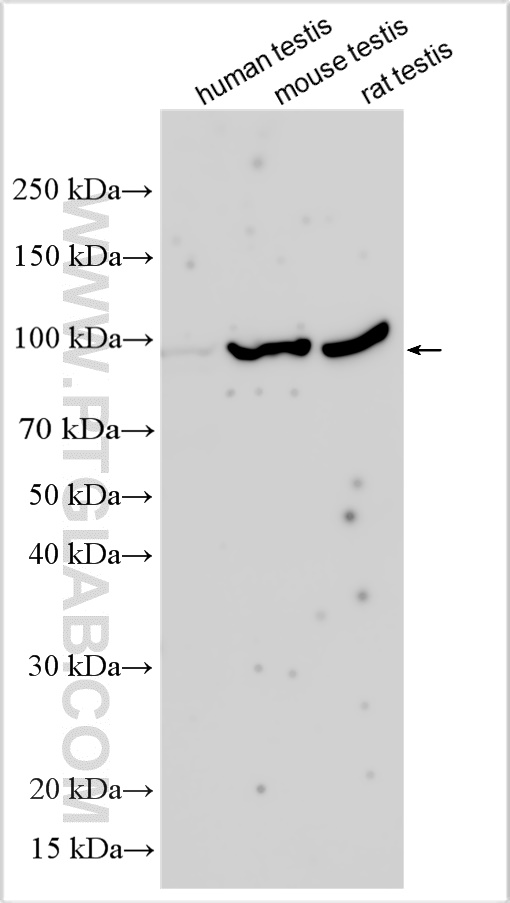WB analysis using 12966-1-AP