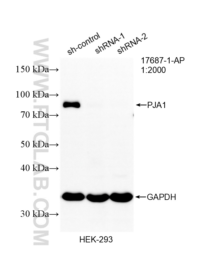 WB analysis of HEK-293 using 17687-1-AP WB analysis of HEK-293 using 17687-1-AP