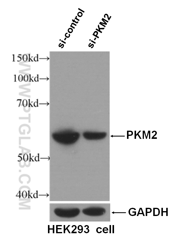 WB analysis of HEK-293 using 60268-1-Ig