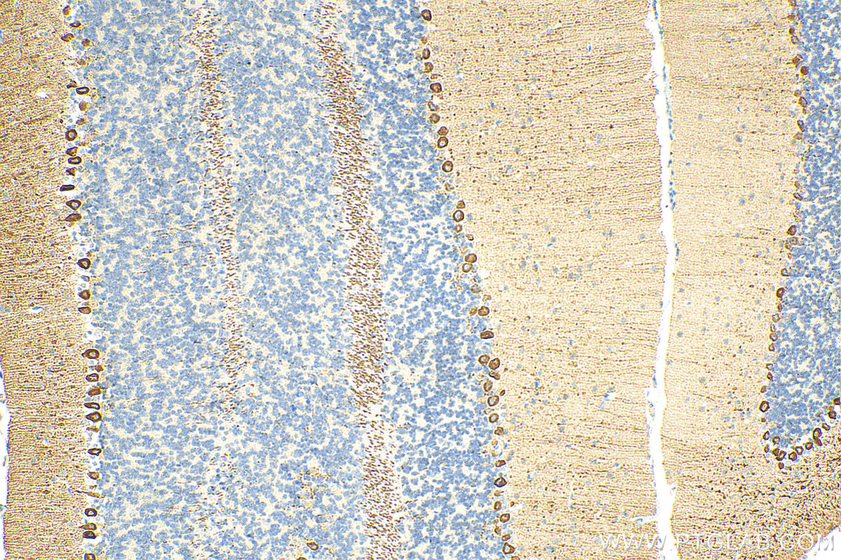 IHC staining of mouse cerebellum using 29208-1-AP
