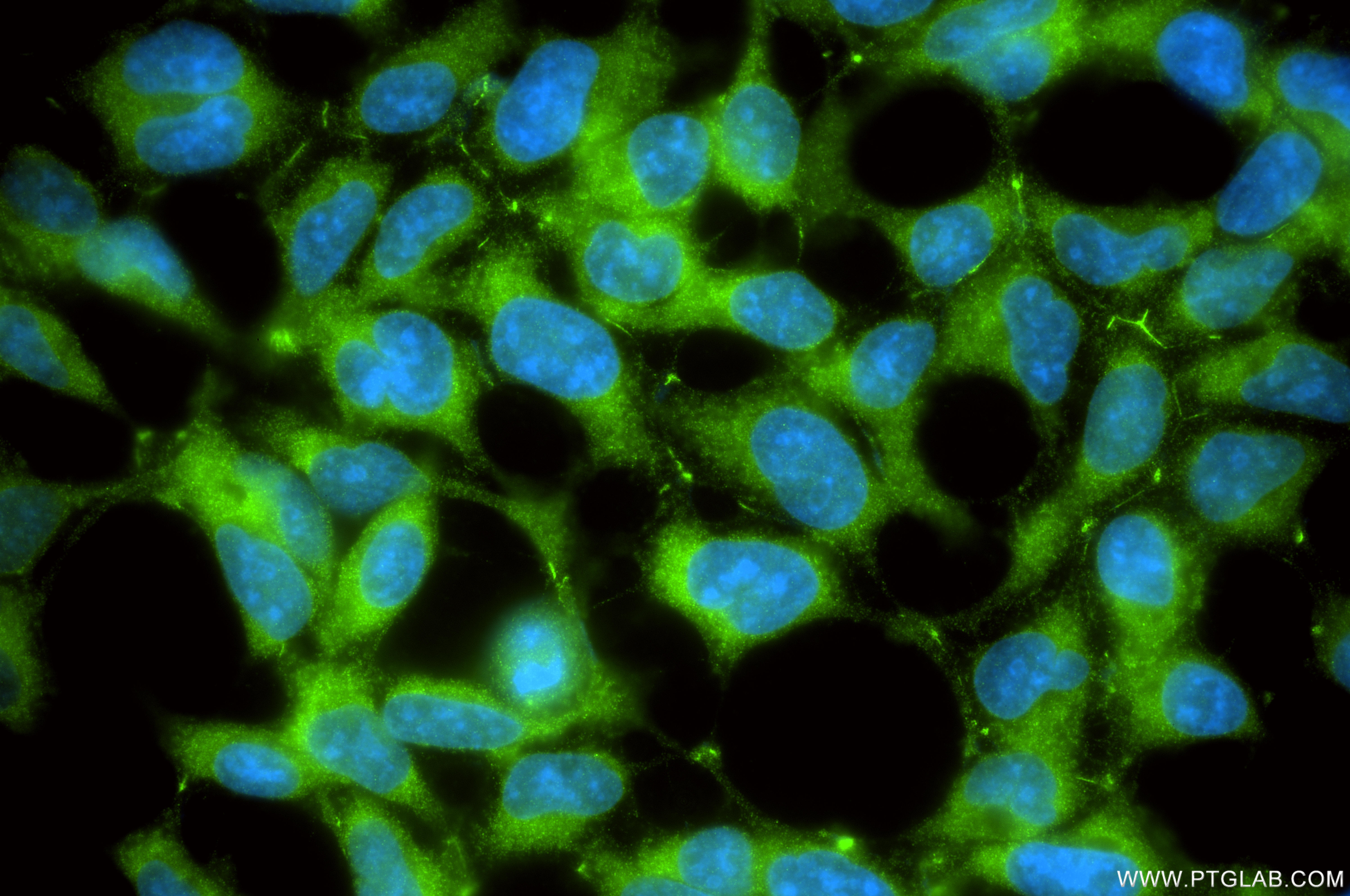 IF Staining of HEK-293T using 85733-2-RR