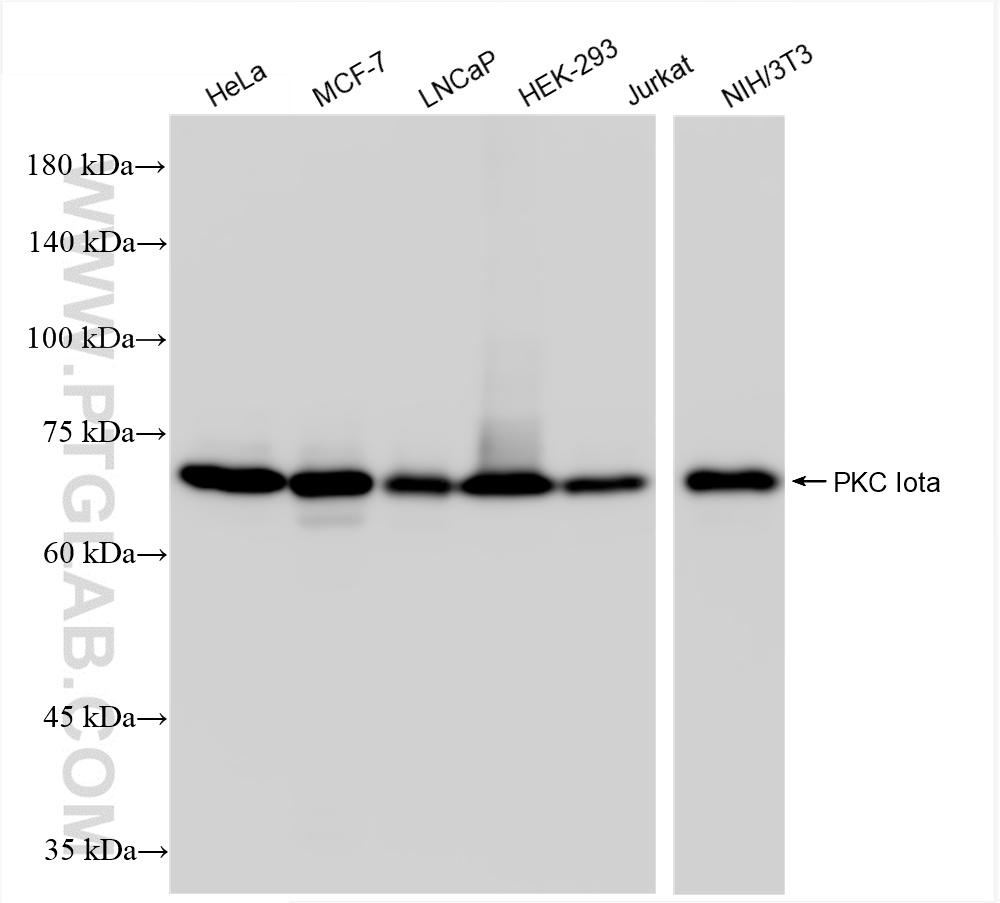 WB analysis using 85733-2-RR