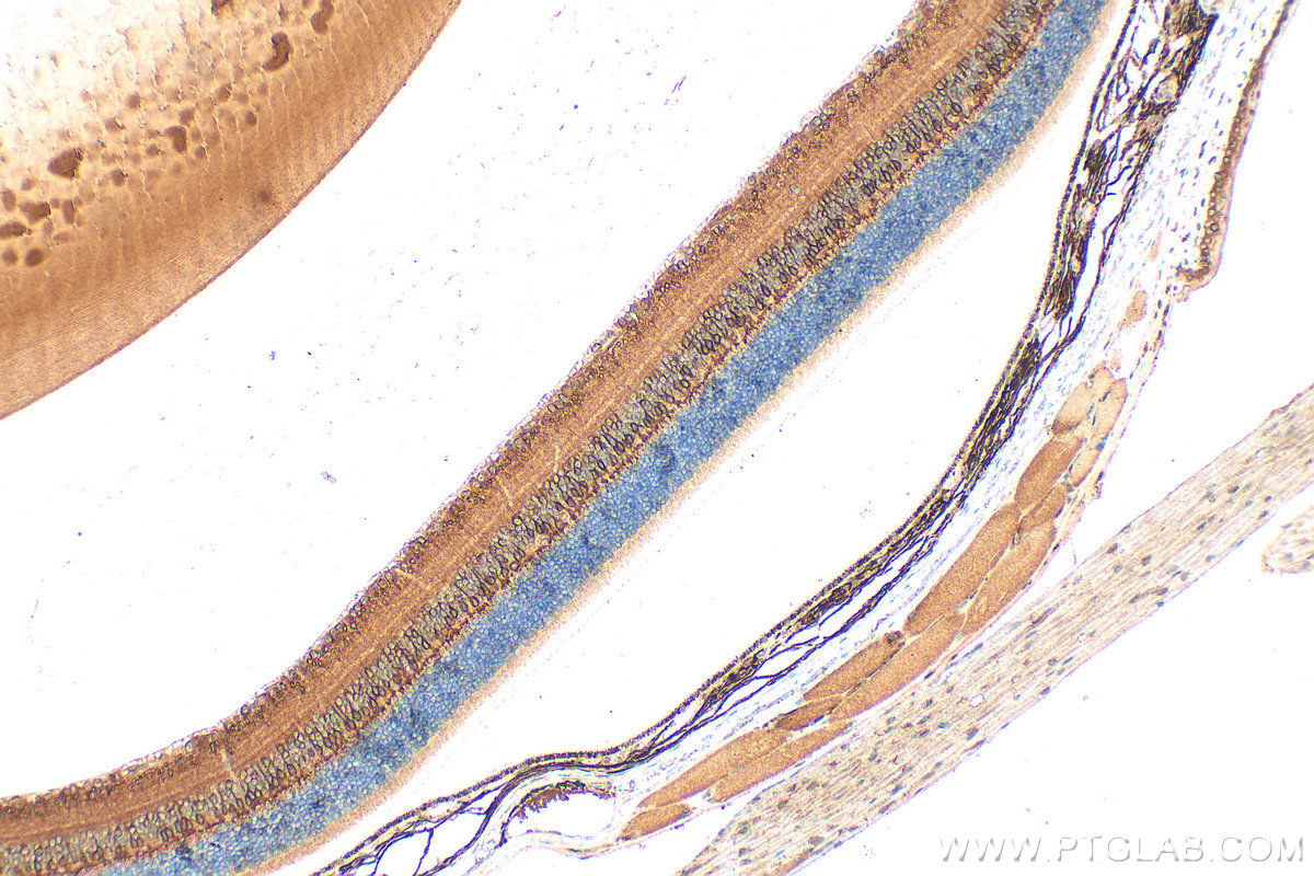 Immunohistochemical analysis of paraffin-embedded mouse eye tissue slide using 66421-1-Ig (PKC Alpha antibody) at dilution of 1:200 (under 10x lens). Heat mediated antigen retrieval with Tris-EDTA buffer (pH 9.0). IHC staining of mouse eye using 66421-1-Ig