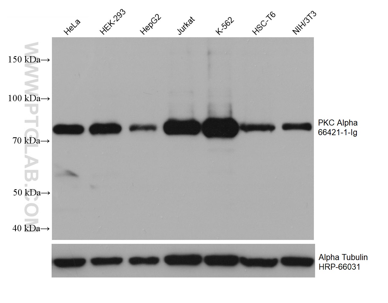 WB analysis using 66421-1-Ig (same clone as 66421-1-PBS)