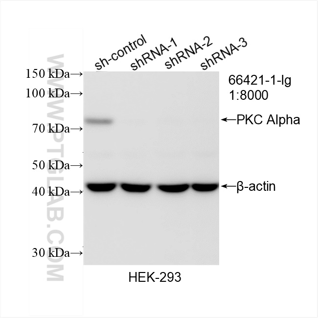 WB analysis of HEK-293 using 66421-1-Ig (same clone as 66421-1-PBS)