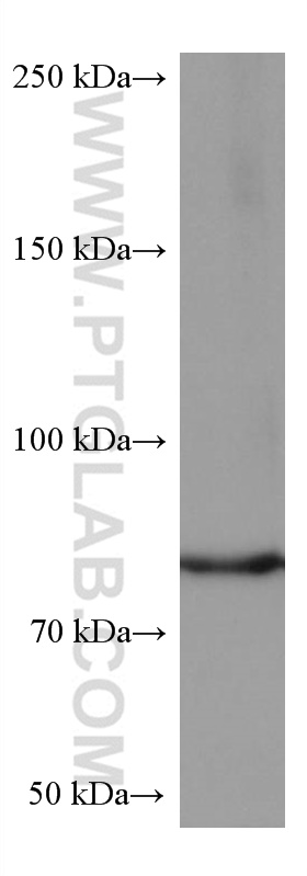 WB analysis of HeLa using 67113-1-Ig (same clone as 67113-1-PBS)