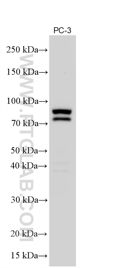 WB analysis using 26916-1-AP