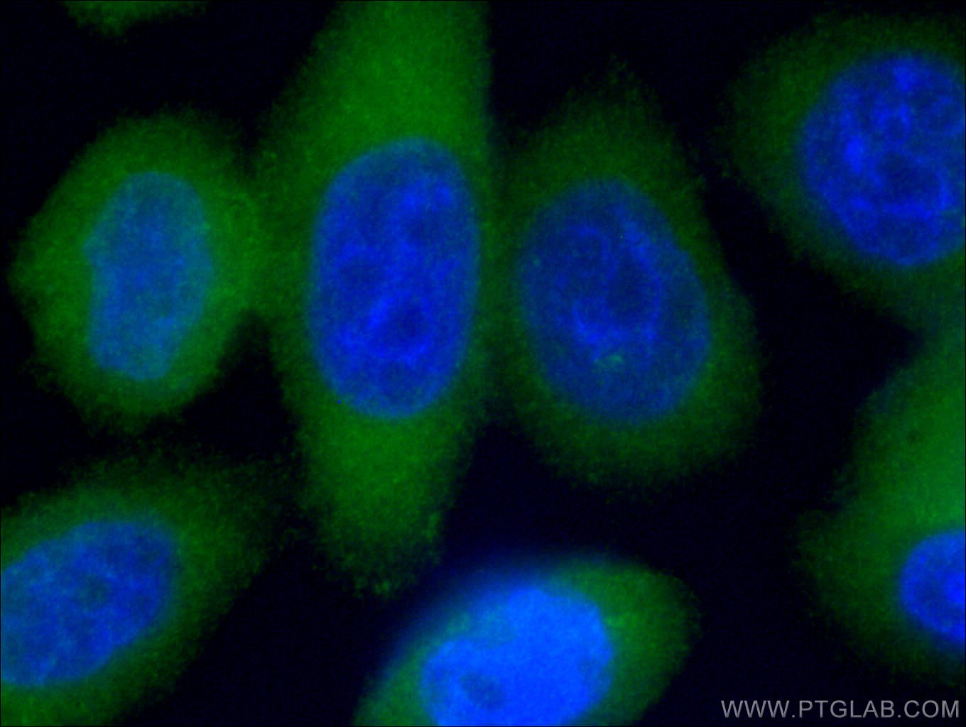 IF Staining of HeLa using CL488-66493