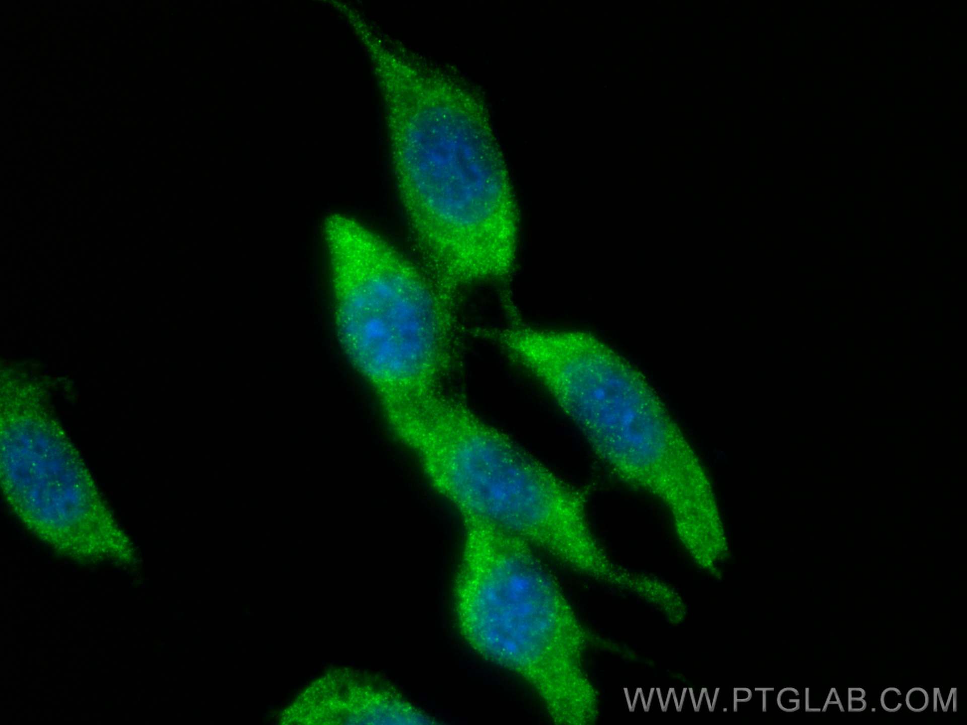 IF Staining of NIH/3T3 using 26899-1-AP