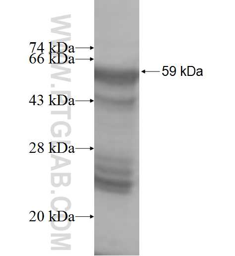 PKD1L2 fusion protein Ag9455 SDS-PAGE