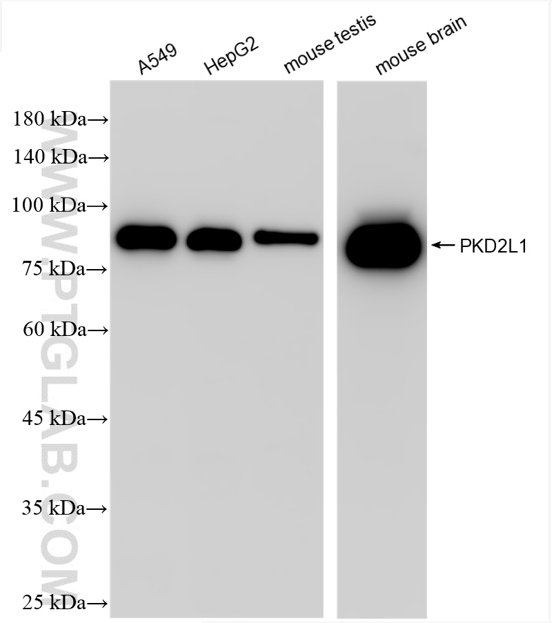 WB analysis using 86062-2-RR (same clone as 86062-2-PBS)