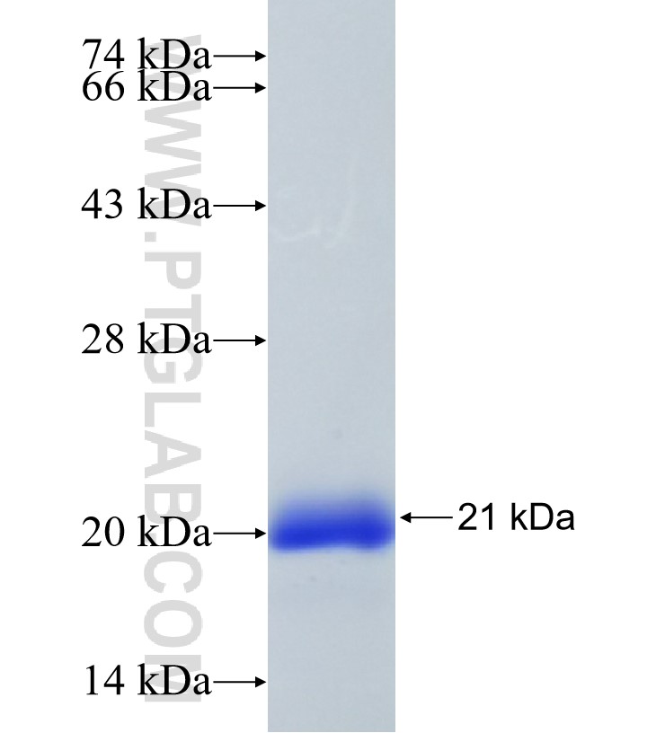 PKIB fusion protein Ag35316 SDS-PAGE