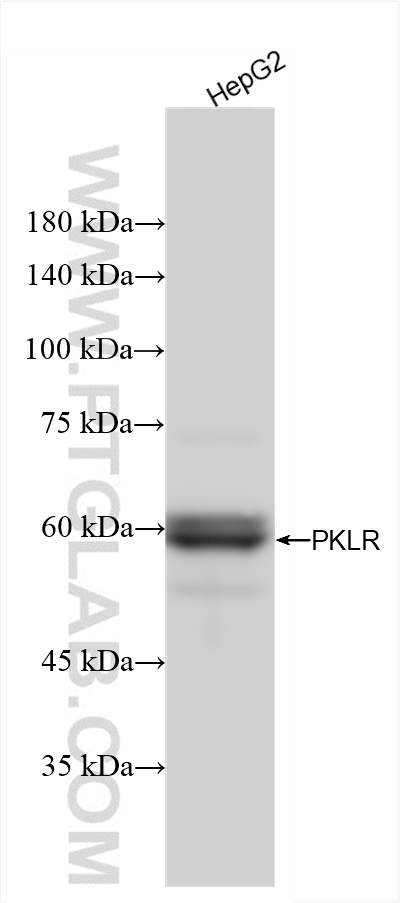 WB analysis of HepG2 using 86485-1-RR