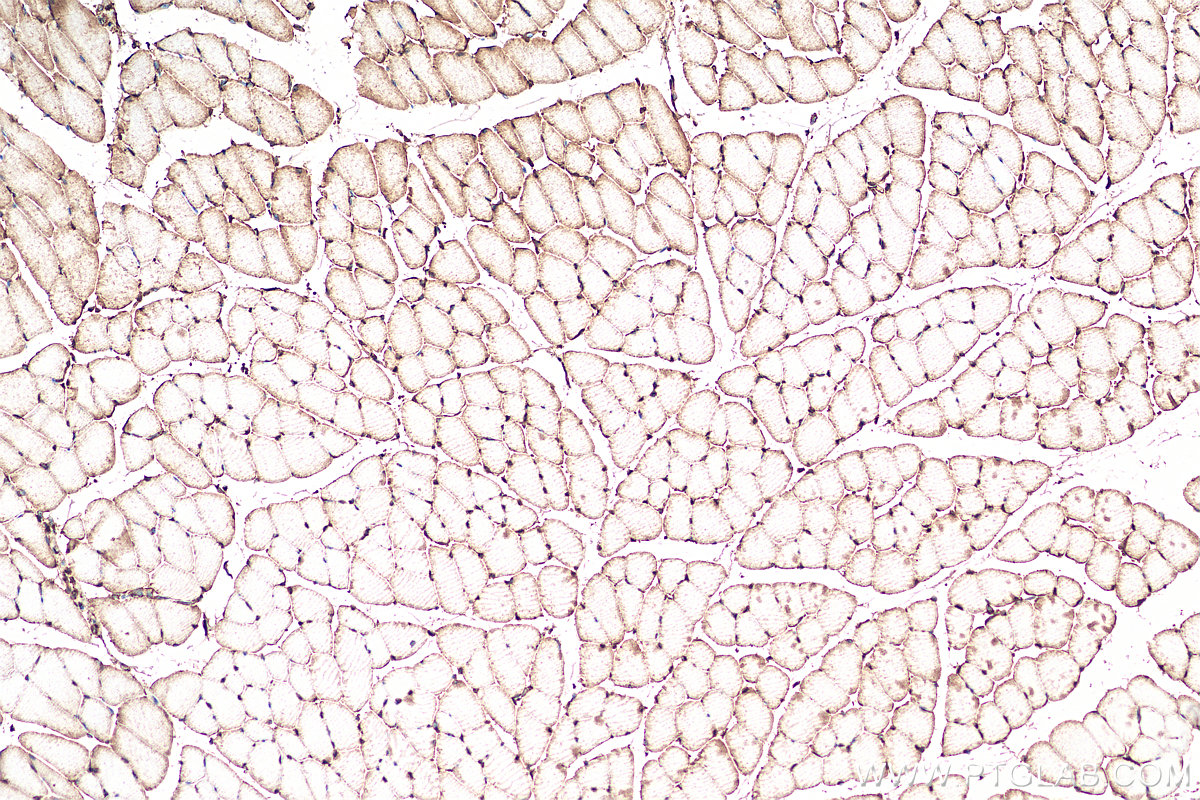 IHC staining of mouse skeletal muscle using Biotin-15821