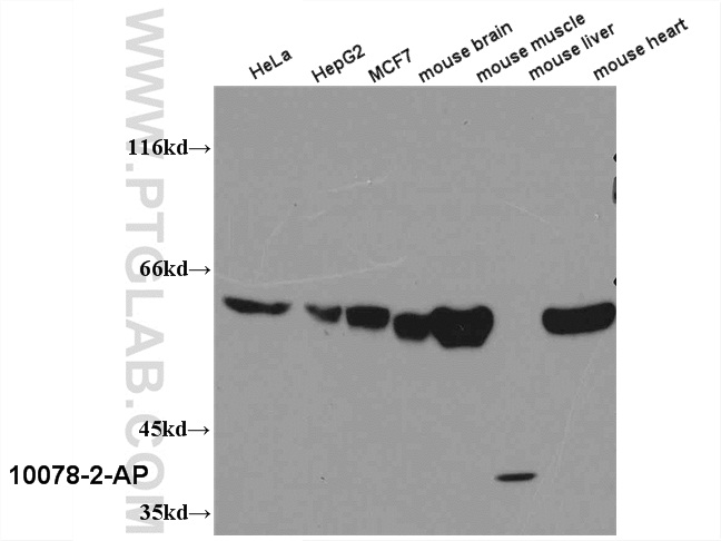 WB analysis of multi-cells/tissue using 10078-2-AP