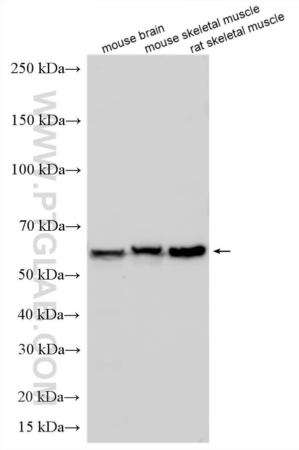 WB analysis using 10078-2-AP