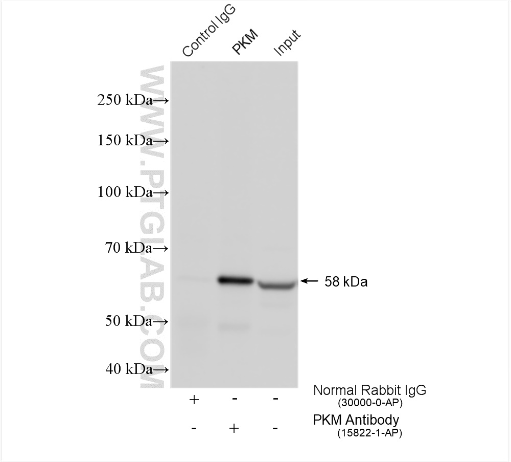 IP experiment of A549 using 15822-1-AP