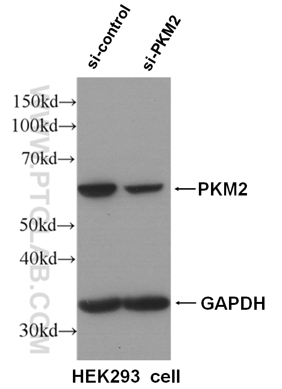 WB analysis of HEK-293 cells using 15822-1-AP