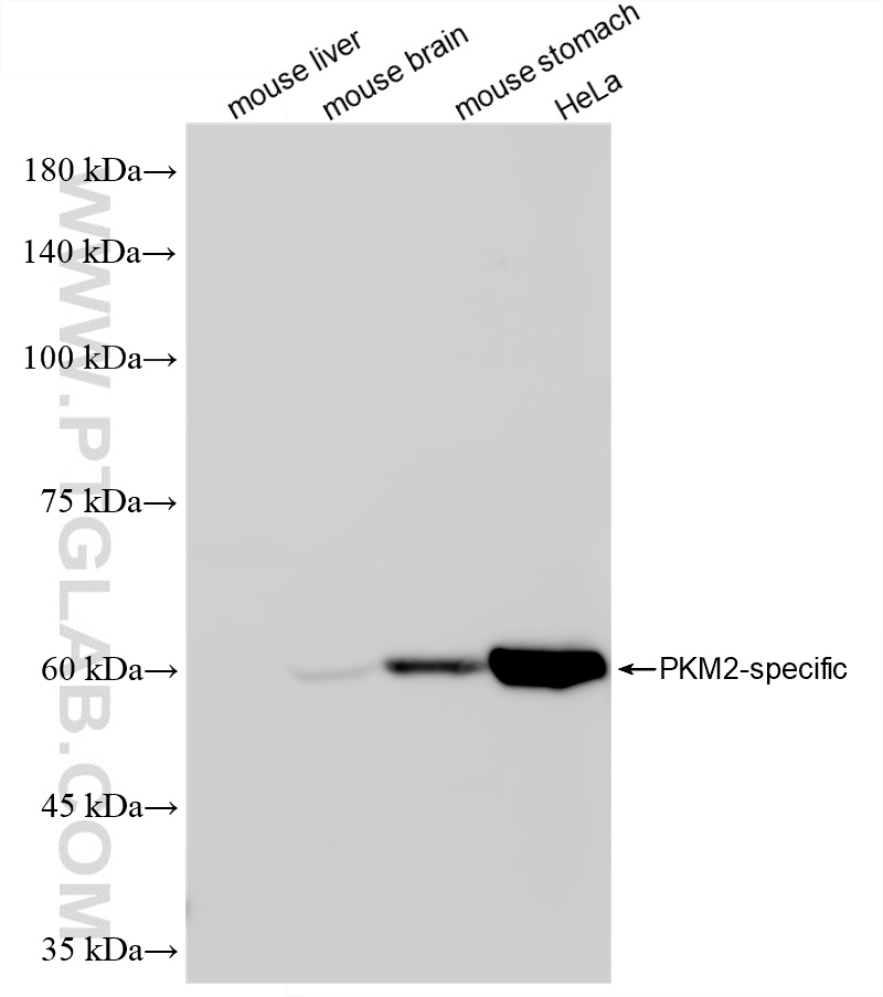 Various lysates were subjected to SDS PAGE followed by western blot with 84451-1-RR (PKM2-specific antibody) at dilution of 1:10000 incubated at room temperature for 1.5 hours. Negative control: mouse liver tissue. WB analysis using 84451-1-RR