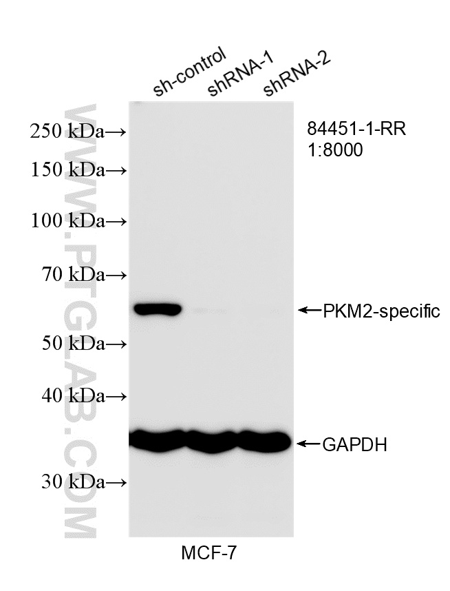 WB analysis of MCF-7 using 84451-1-RR WB analysis of MCF-7 using 84451-1-RR