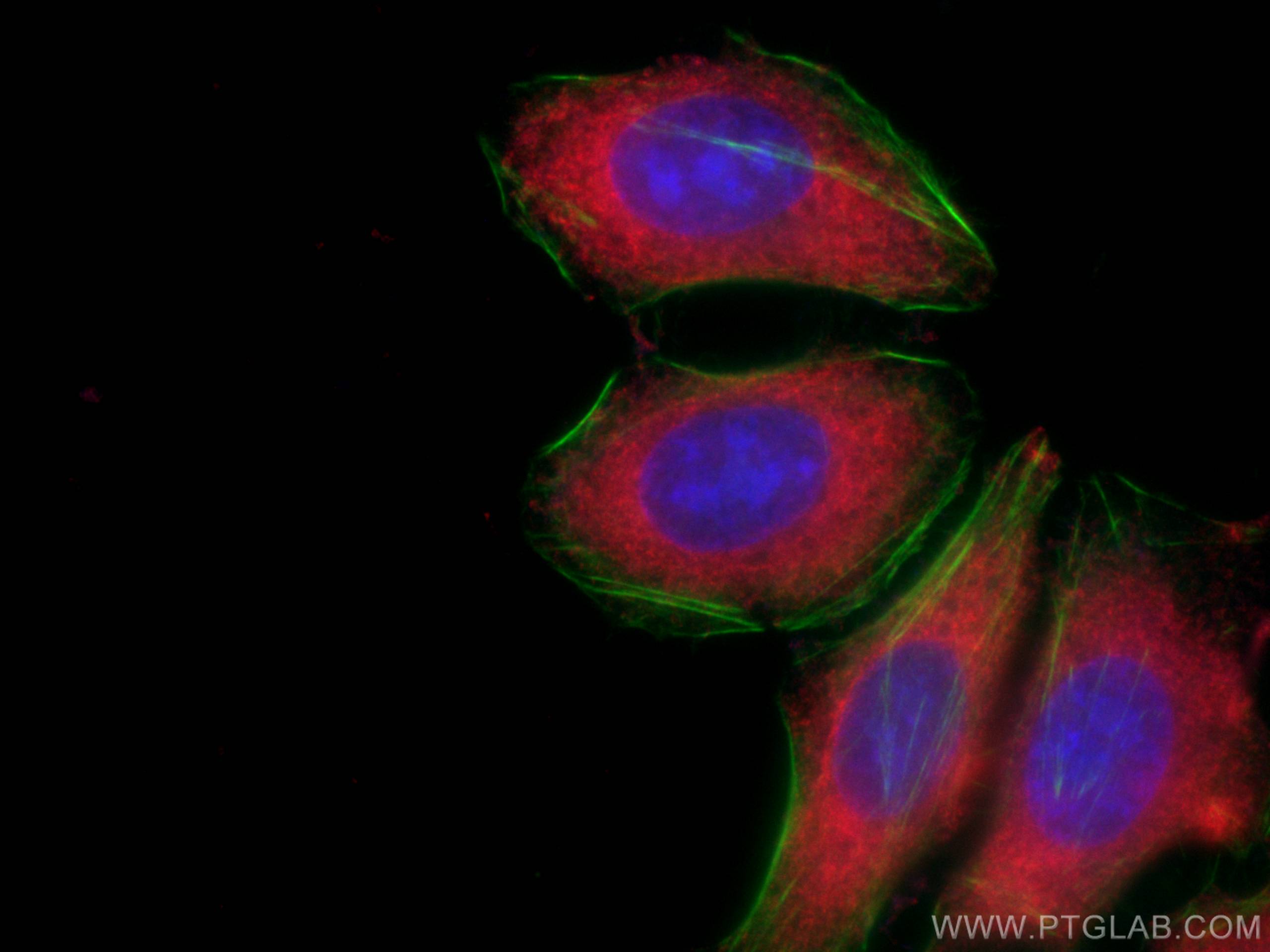 IF Staining of HepG2 using CL594-60268