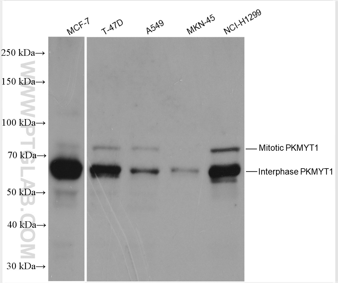 WB analysis using 29489-1-AP