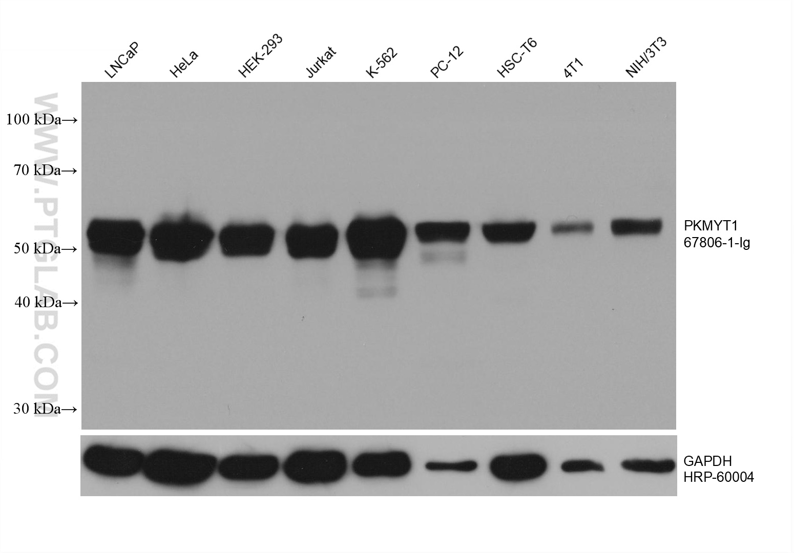 WB analysis using 67806-1-Ig