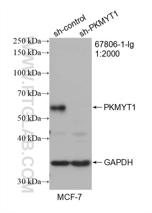 WB analysis of MCF-7 using 67806-1-Ig
