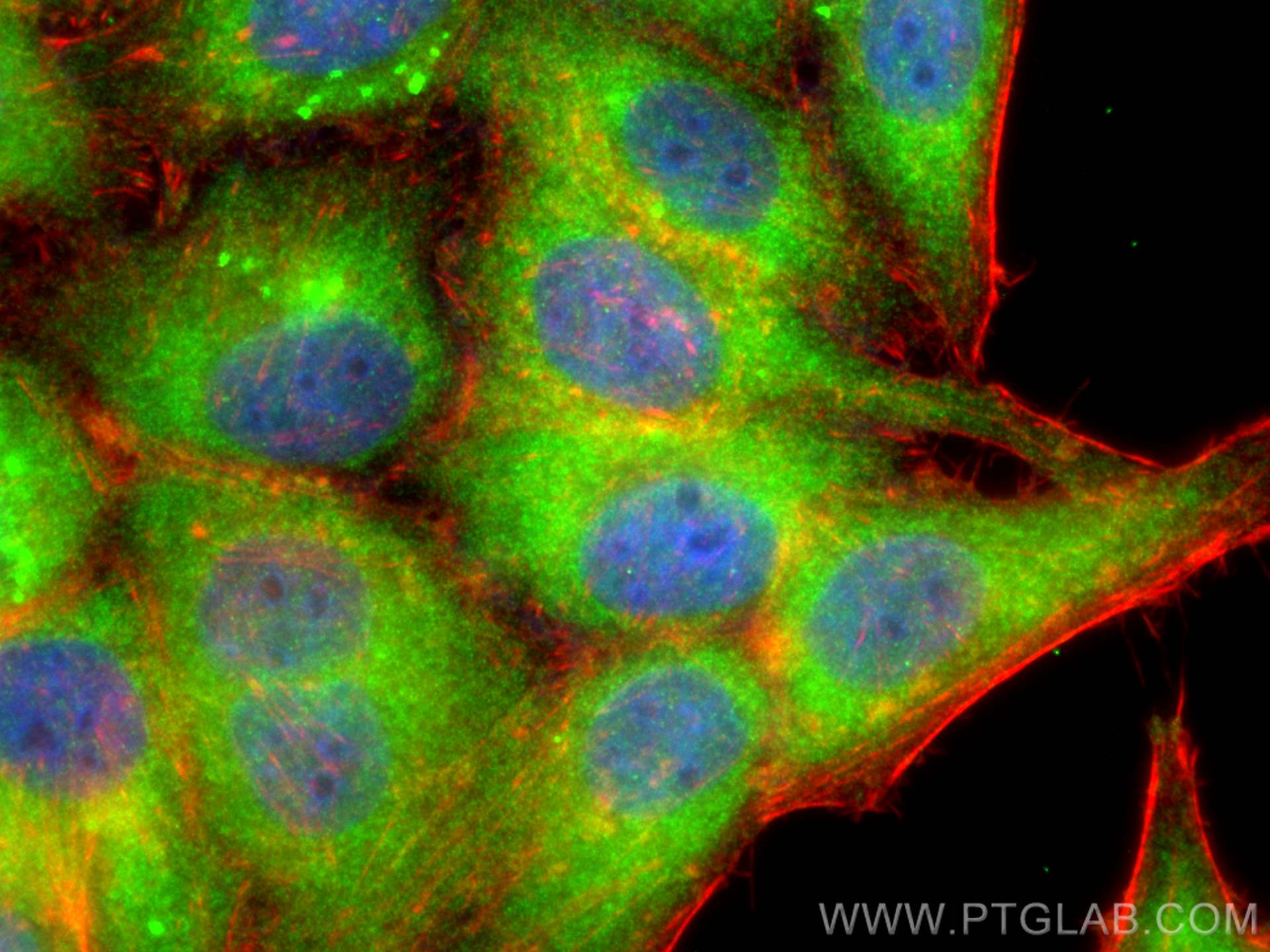 Immunofluorescent analysis of (-20°C Ethanol) fixed HepG2 cells using PKN2 antibody (14608-1-AP) at dilution of 1:400 and CoraLite®488-Conjugated AffiniPure Goat Anti-Rabbit IgG(H+L), CL594-Phalloidin (red). IF Staining of HepG2 using 14608-1-AP