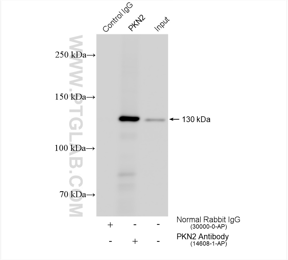 IP experiment of COLO 320 using 14608-1-AP