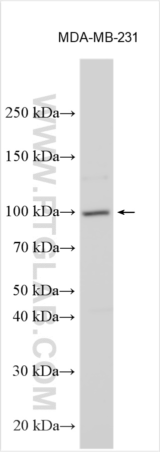 WB analysis using 16904-1-AP