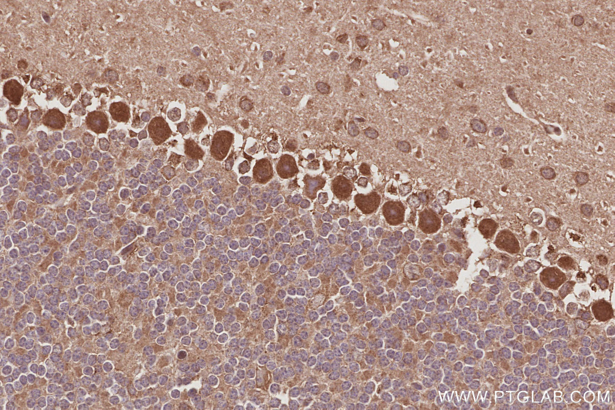 IHC staining of mouse cerebellum using 18338-1-AP IHC staining of mouse cerebellum using 18338-1-AP
