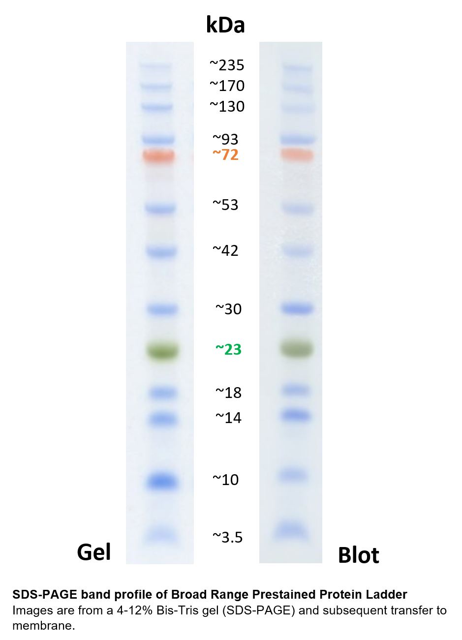 宽范围分子量预染蛋白质标记在4-12% Bis-Tris 凝胶电泳和随后转移到膜上的条带分布图谱。<br>