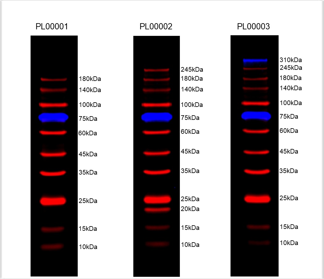 8%-18%的胶上样2μL的蛋白ladders，电泳后转PVDF膜，Bio-Rad的ChemiDoc MP Imaging System设备550/680 nm（蓝/红带）双通道拍摄。