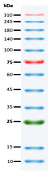 注意：本产品的每条蛋白质分子量大小(kDa)已与未预染的蛋白质标记于相同电泳条件下校准比对完成；若使用不同的电泳条 件，请参考蛋白质分子量估算表，以校正分子量。