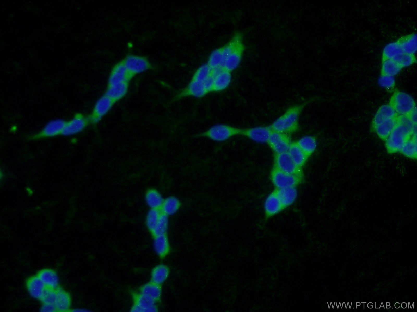 IF Staining of HEK-293 using 16009-1-AP