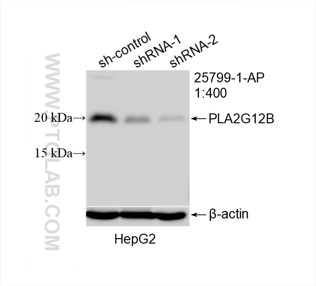 WB analysis of HepG2 using 25799-1-AP (same clone as 25799-1-PBS)