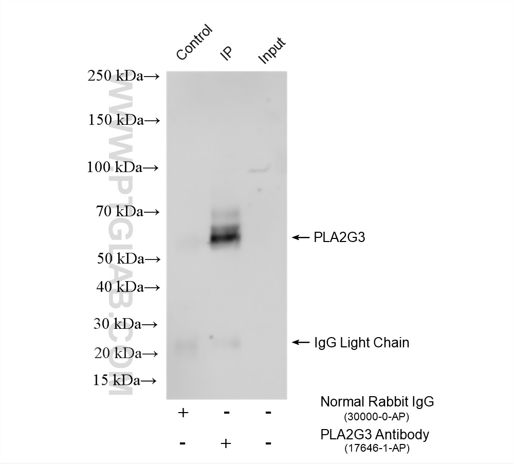 IP experiment of human milk using 17646-1-AP