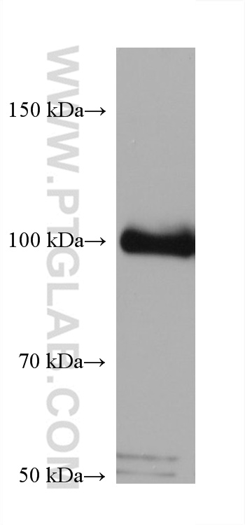 WB analysis of A549 using 68133-1-Ig