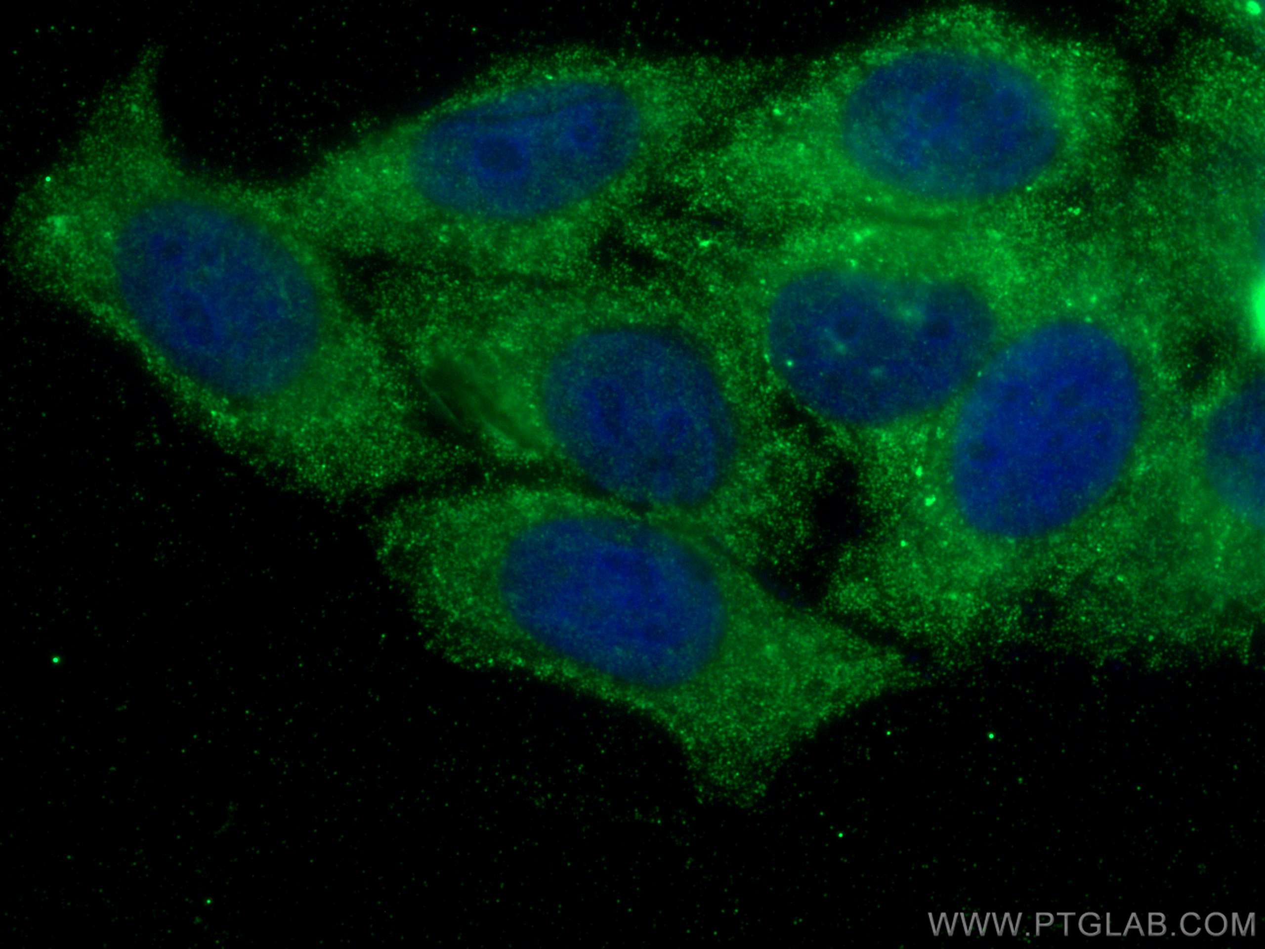 IF Staining of HepG2 using 66752-1-Ig
