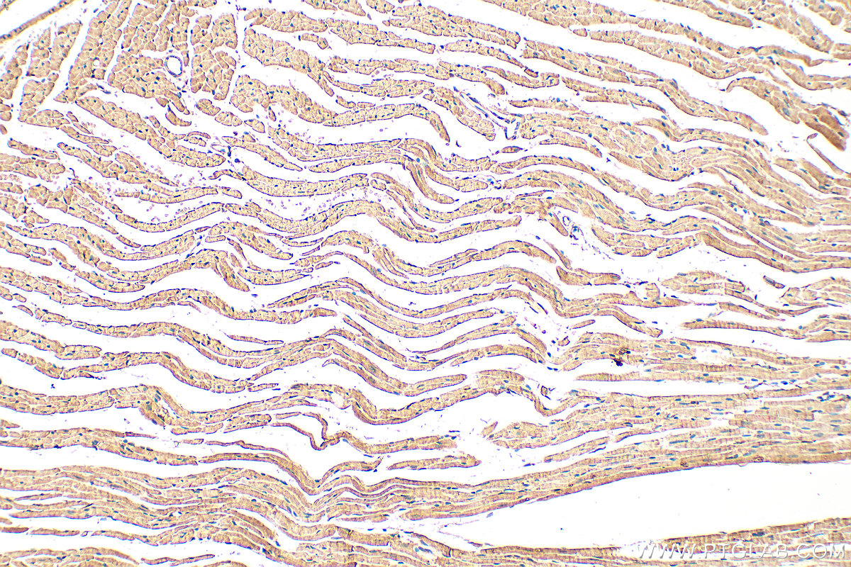 IHC staining of mouse heart using 18088-1-AP