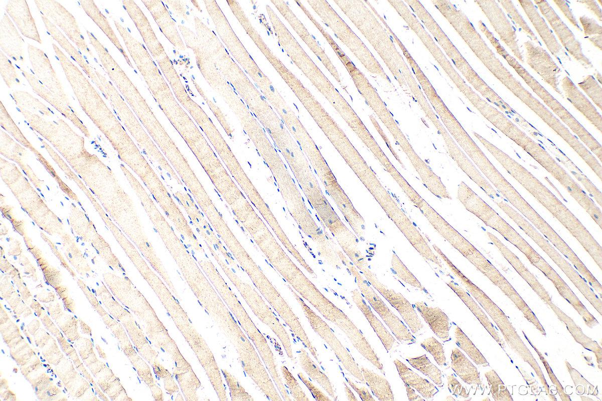 IHC staining of mouse skeletal muscle using 18088-1-AP