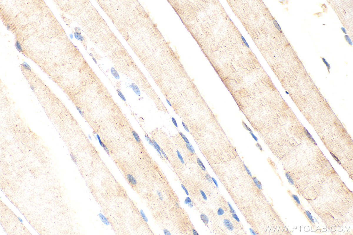 IHC staining of mouse skeletal muscle using 18088-1-AP