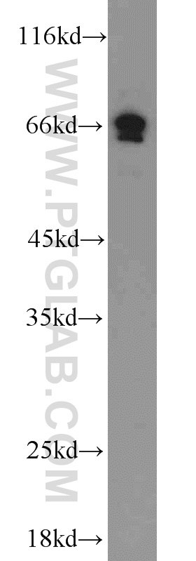 WB analysis of RAW264.7 using 15526-1-AP